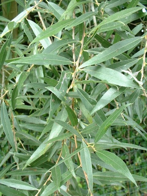 Salix alba